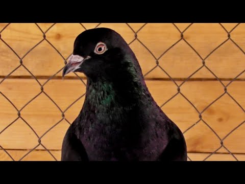 Не повторяйте моих ошибок! Какие я сделал выводы? О Парамиксовирусе.. Планы на будущее 22.02.22