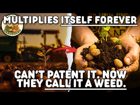 This Plant Grows Without Permission — Here's Why!