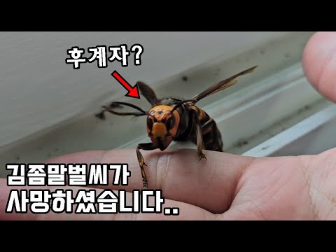 잘가..김좀말벌씨 고충을 빕니다...feat.집최초공개, 장례식, 후계자
