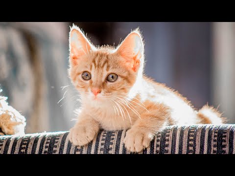 Healing music for cats alone 😽 Cats' favorite music, music for cats at home alone Attention hous...