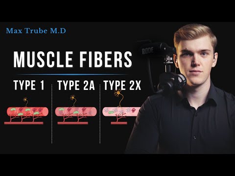 Muscle Fiber Types explained (Type 1, Type 2A and Type 2X)