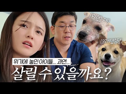 Can we save these puppies? Abandoned puppies' last chance✨