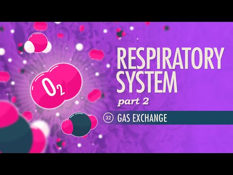 Respiratory System, Part 2: Crash Course Anatomy & Physiology #32