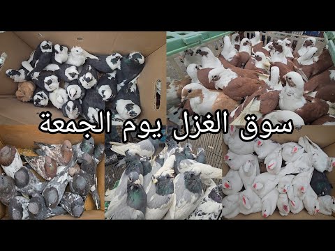 سوق الغزل يوم الجمعة الوكفة الخاصة بالحمام مطيار وحمام زينة انواع كثيرة 2024/11/1