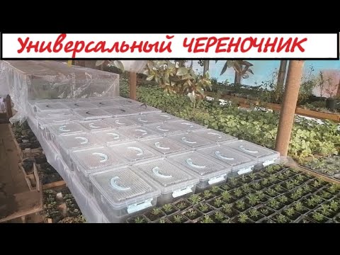 Итак, ЧЕРЕНКУЕМ! Создаём условия для успешного черенкования! Череночник - простой и эффективный!