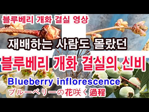 Blueberry inflorescence, the flowering and fruiting process. The mysteries of the blueberry flowe...