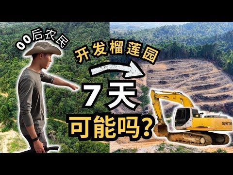 【 🇲🇾⛰️用7天开发榴莲园真的够吗？】怎么规划？要多少钱？00后的我正式开始踏入榴莲行业，榴莲园开发全过程纪录片与经验分享，在芭场的 VLOG