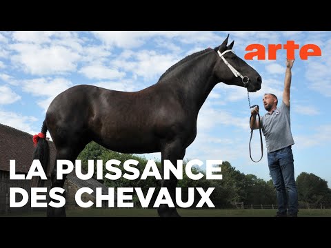 Percheron, le retour du cheval de trait | GEO Reportage | ARTE Évasion