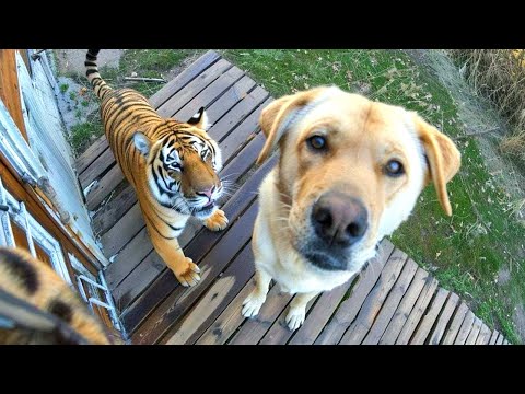 When Your Dog Brings Home a Friend 😂 Funniest Dogs Video 2026