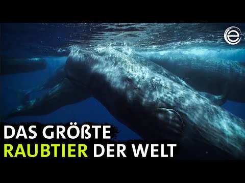Giganten im Mittelmeer ‒ Pottwalen auf der Spur | Erlebnis Erde