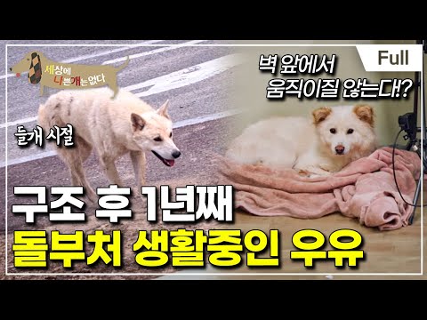 [Full] 세상에 나쁜 개는 없다 - 붙박이 개, 우유