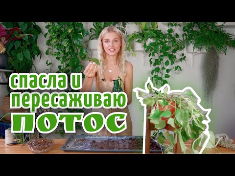 Пересаживай со мной Эпипремнум или Сциндапсус или Потос. Обзор и Уход за цветами