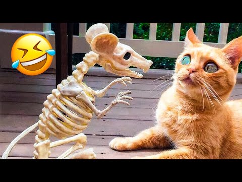 Funniest Pet Videos That Will Make You Laugh