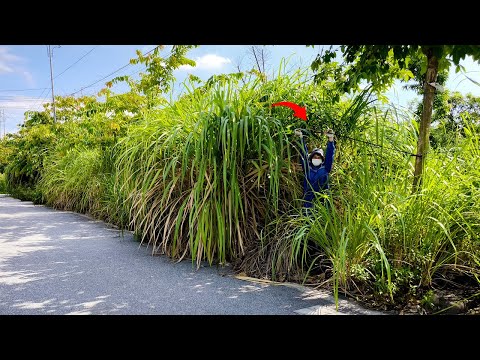 20 Years and The Amazing Transformation of an Abandoned Sidewalk Covered in Giant Overgrown Weeds