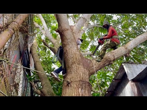 Cưa cây xoài đài loan siêu nhánh ,Trùm lên hai bên nhà . Cưa cây kỷ thuật cao