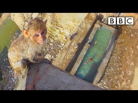 Baby monkey learns to swim and tries a high dive | Spy in the Wild - BBC