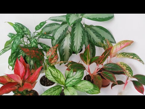 Комнатные цветы в сентябре| Аглаонемы| Уход и размножение