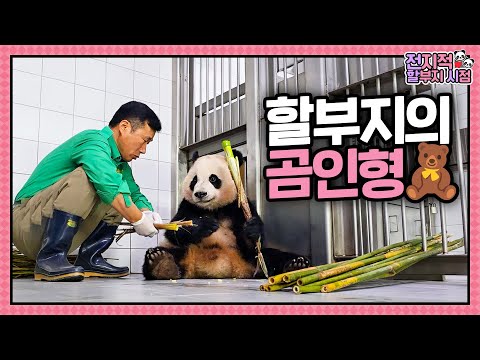 [Grandpa’s Perspective] Ep.222 “Time to Say Goodbye to DoongDoong’s Formula” (Rui & Hui)│Panda World