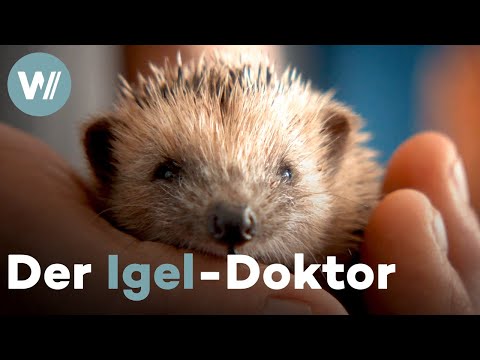 Italiens Igel-Klinik gibt verletzten Igeln eine zweite Chance (Dokumentation, 2021)