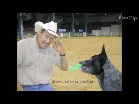Skidboot Amazing Blue Heeler -The best of Skidboot