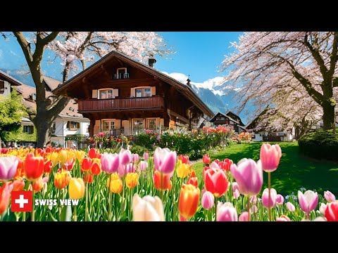 INTERLAKEN SWITZERLAND🇨🇭PEACEFUL SPRING WALK IN SWISS TOWN 🌸