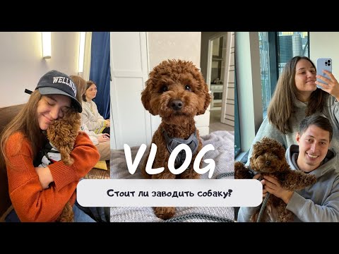 1. Стоит ли заводить собаку? Сколько стоит собака в месяц? Порода Той- Пудель. Минусы и плюсы собаки