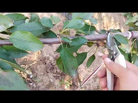 樱桃树秋季拉枝后，及时修剪，做到枝组缓长，短截，营养储存。