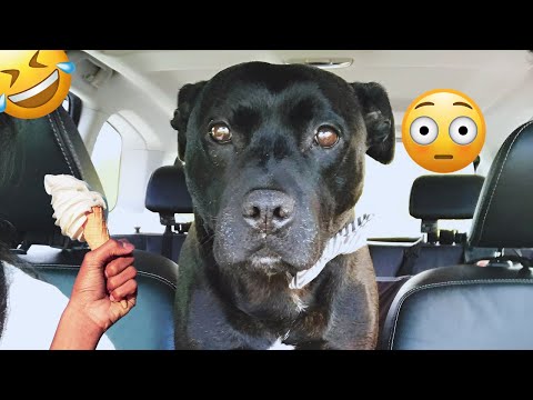 I dare you not to LAUGH at these FUNNY DOGS 😁🦮 - Best Funny Animals Videos 2025 #17