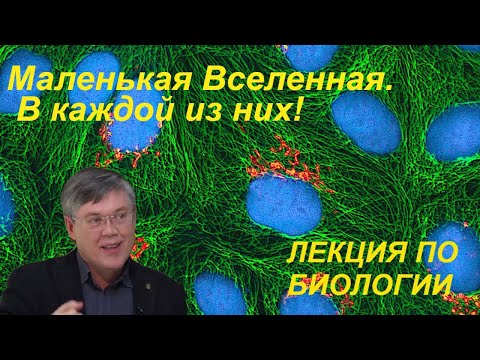 Наука и Сон: Общая биология. (Митохондрии. Гликолиз, цикл Кребса, окислительное фосфорилирование)