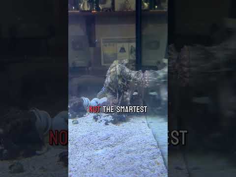 Crab chooses to be eaten by Marley the octopus