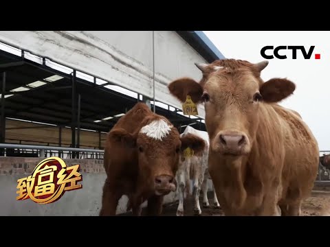 “养母牛得天下”！女白领被迫回乡当牛倌，仅靠母牛发“牛”财！年销1.6亿元 | CCTV「致富经」20201230