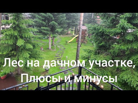 Дача в лесу, плюсы и минусы