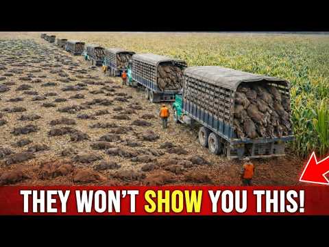 How Texas Took Down 2 Million Feral Hogs That Terrorized Entire Communities