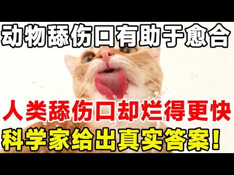 动物舔伤口有助于愈合,为何人类舔伤口却会烂得更快?科学家给出真实答案!#科普 #科普頻道 #动物 #人类 #科普说说说