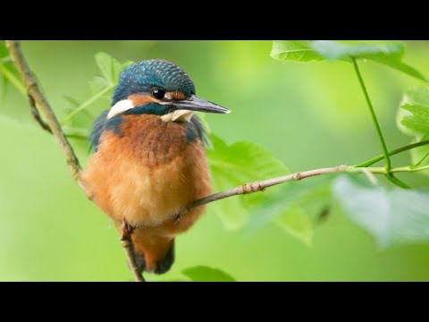 Projekt Eisvogel - Das Habitat erkunden