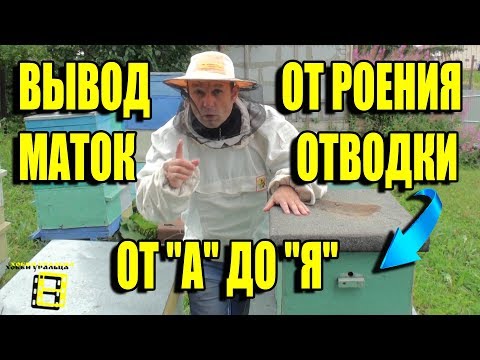 THE BEST WAY TO RATHER QUEENS AND FORM NUMBERS AGAINST SWARMING. AMATEUR BEEKEEPING