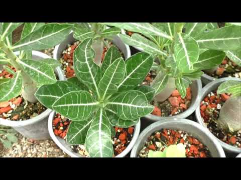 Как отличить адениумы  Арабикум  Обесум Сомаленсе.