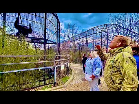 Олег Зубков учит шимпанзе Сеню БЫТЬ МУЖИКОМ и взять власть в семье у свои руки)))