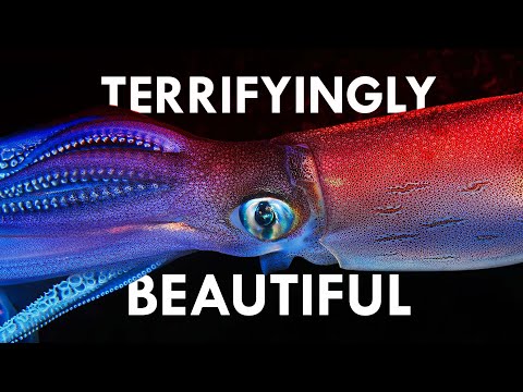 Giant Squids - Terror From the Depths of the Ocean