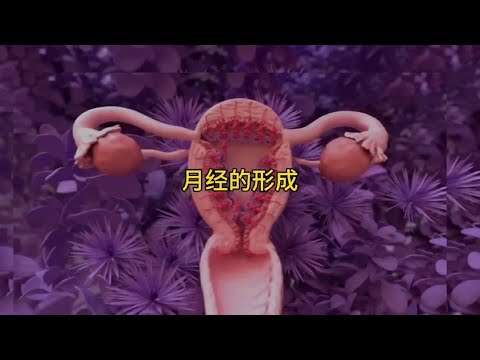 女性月經是如何形成的