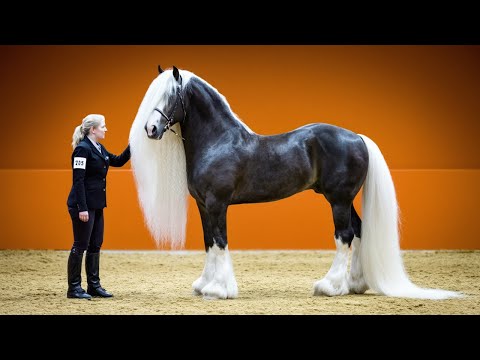 25 Most Beautiful Horses on Planet Earth - Meet the World’s Most Stunning Horse Breeds.