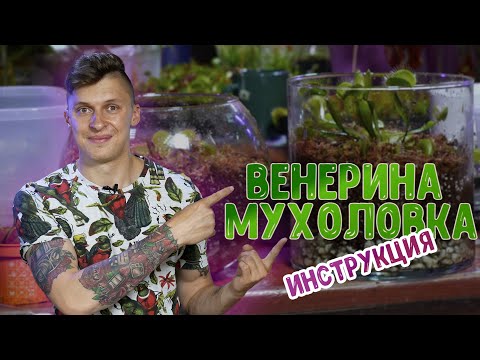 Венерина мухоловка - как ухаживать. Мастер-класс по созданию флорариума с хищными растениями.