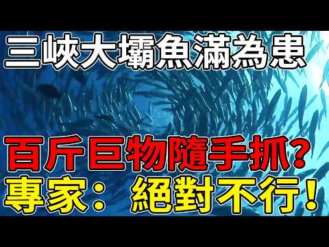 三峽大壩巨魚成災！百斤大魚隨處可見，專家卻下令嚴禁捕撈？背後的真相讓人揪心！#三峽大壩#巨型魚類#生態平衡#長江禁漁#環境保護#科普
