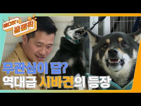 [#개는훌륭하다] 일촉즉발! 역대급 시바견 '현식' 피말리는 대치훈련의 시작!  강훈련사와의 계속되는 대치 🐶ㅣKBS 220321 방송
