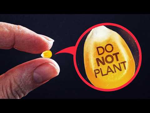 Exposing Why Farmers Can't Legally Replant Their Own Seeds