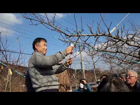 한명희 회장님 복숭아 전정 교육. 10분 이후 뒷모습은 보이지 않아요~