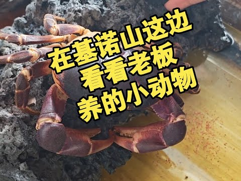 在基诺山这边看看老板养的小动物来了