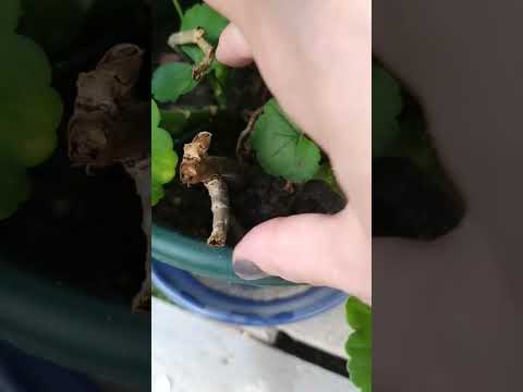 КАК ВЫРАСТИТЬ ГЕРАНЬ ИЗ ПЕЧАЛЬКИ НА УЛИЦЕ|ПЕЛАРГОНИЯ ВЫРАЩИВАНИ В ГОРШКЕ НА УЛИЦЕ