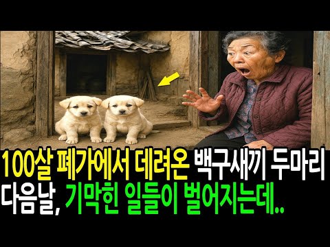 100살 폐가에서 발견된 백구새끼 두 마리 데리고 온 다음날, 기막힌 일이 벌어지는데