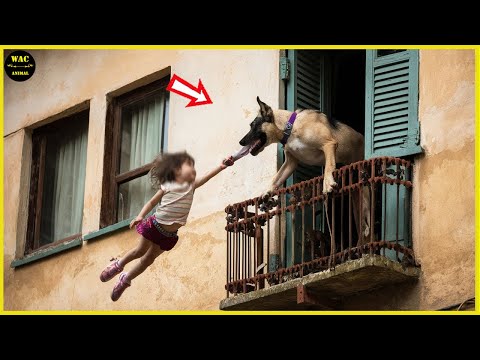 50 Hero Animals That Saved Human Lives #27| Best moment of 2024!